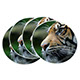 GL17b Glass Coaster