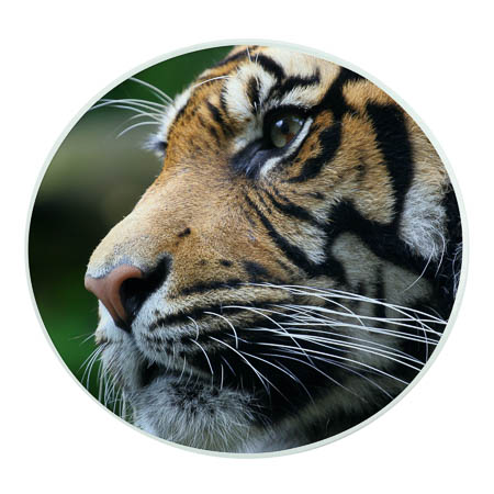 GL17b Glass Coaster