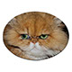 MP8 Small Fridge Magnets MP8 Small Fridge Magnets