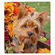 PU4-1 210 Piece Puzzle PU4-1 210 Piece Puzzle